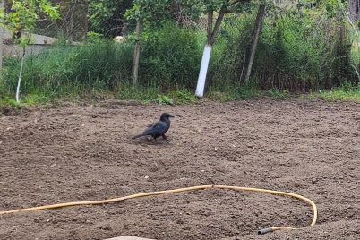 Corvus-corax_2025-scaled.jpg