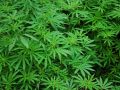 Marihuana-kanabis.jpg