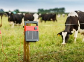 С евросредства подобряват биосигурността на кравеферма в село Драгомъж