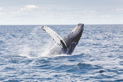 humpback-whale-1209297_960_720.jpg