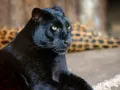 leopard.webp