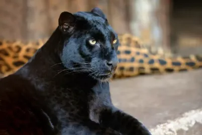 leopard.webp