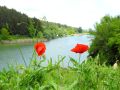 makove-pchelina-vreme.jpg