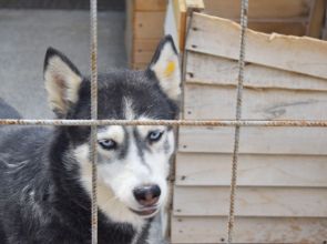 Ремонтът в Приюта за бездомни животни и скитащи кучета продължава