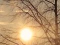 tree-sun.jpg